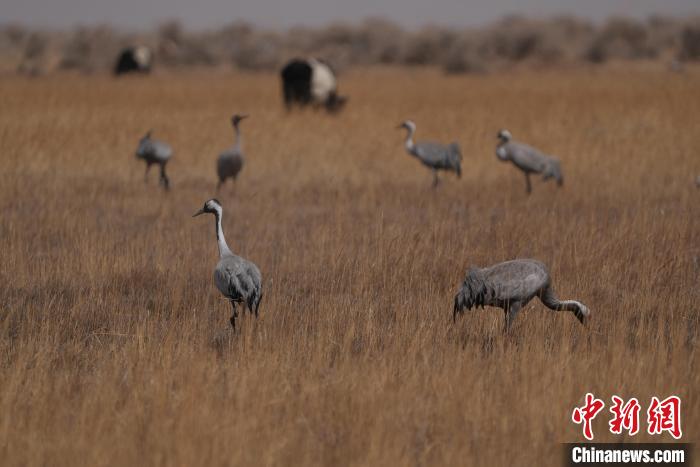 圖為灰鶴。　先宮 攝