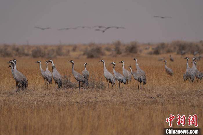 圖為灰鶴?！∠葘m 攝
