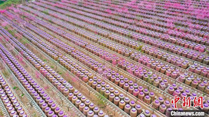 灼灼桃花惹人醉。　劉媛 攝