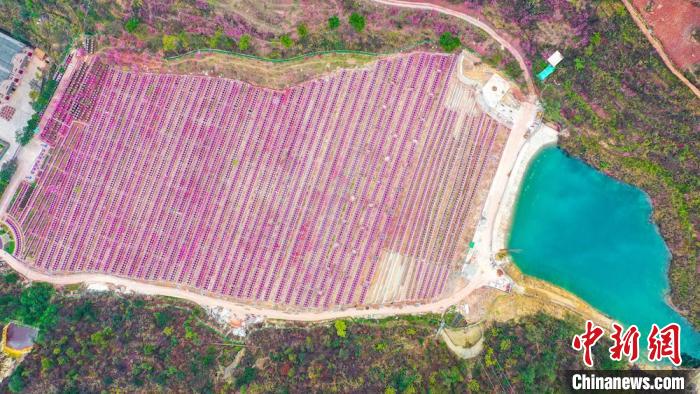 灼灼桃花惹人醉?！㈡?攝