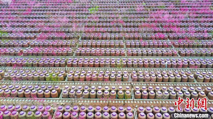 桃花和酒壇相映成趣?！㈡?攝