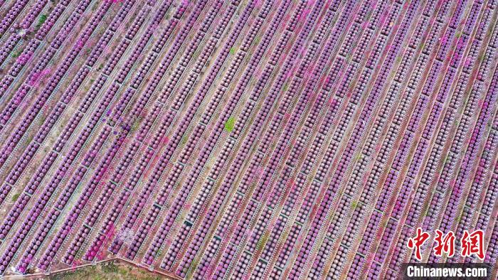 桃花和酒壇相映成趣?！㈡?攝