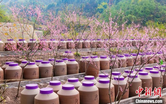 桃花和酒壇相映成趣。　易銘 攝