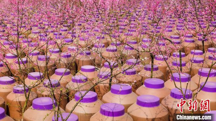 桃花和酒壇相映成趣。　易銘 攝