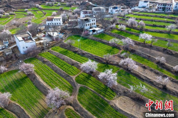 白松鎮(zhèn)層層麥田綠意盎然，與桃林構(gòu)成一幅美麗的鄉(xiāng)村畫卷?！⒅铱?攝