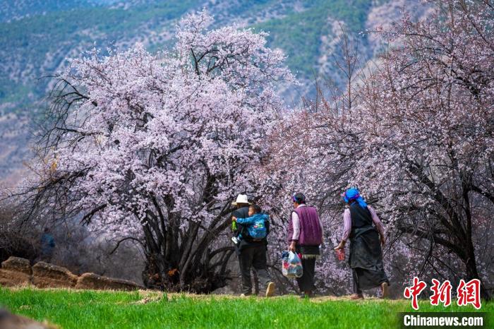 行走在麥田和桃樹下的白松鎮(zhèn)村民?！⒅铱?攝