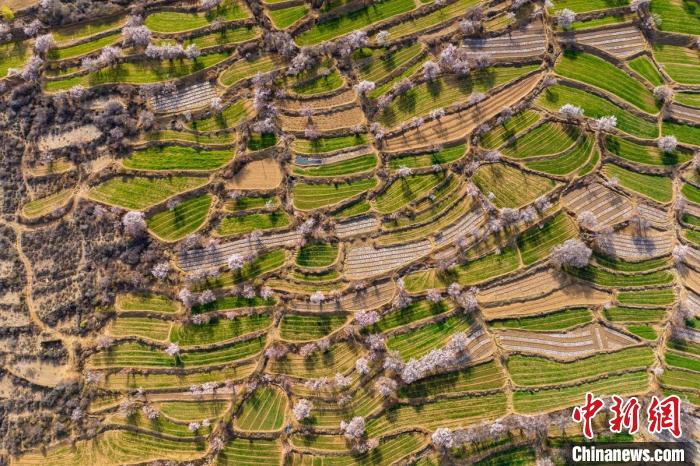 空中俯瞰得榮縣白松鎮(zhèn)的高山麥田和桃林?！⒅铱?攝