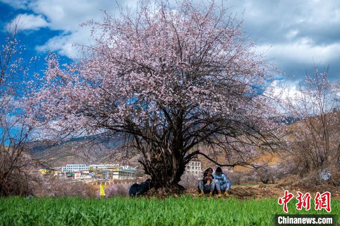 桃花樹下兩名女孩正在玩手機(jī)?！⒅铱?攝
