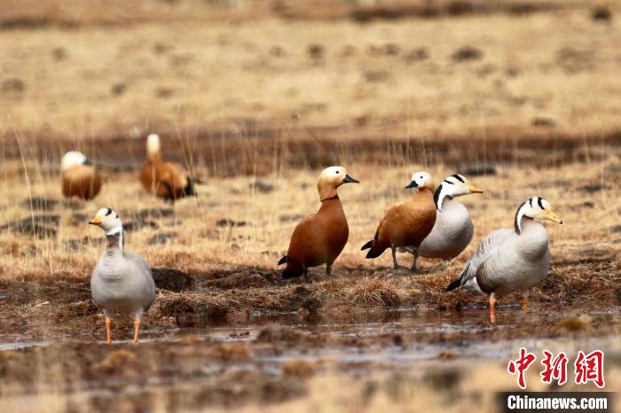 圖為斑頭雁和赤麻鴨?！“?攝
