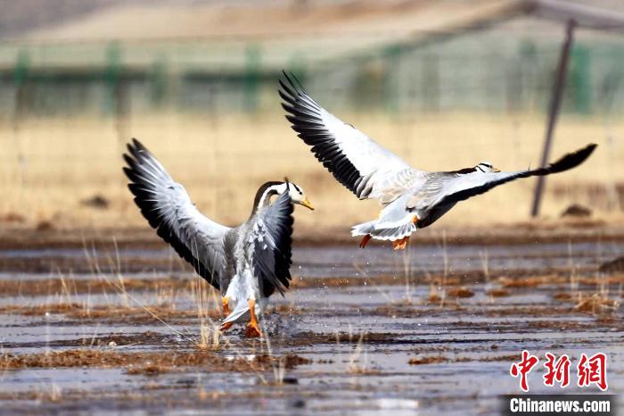 圖為斑頭雁嬉戲飛翔?！“?攝