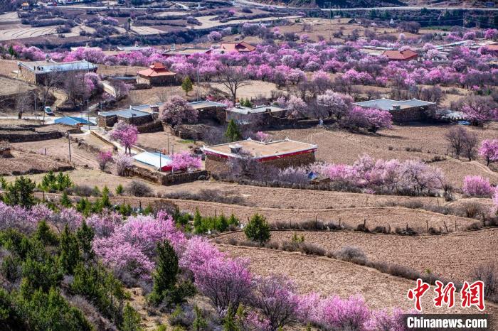 道孚麻灣村房前屋后的杏花繞村怒放?！『涡秀?攝
