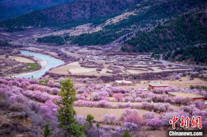 道孚縣麻灣村上千株盛開的杏花將鄉(xiāng)村裝點一新?！『涡秀?攝