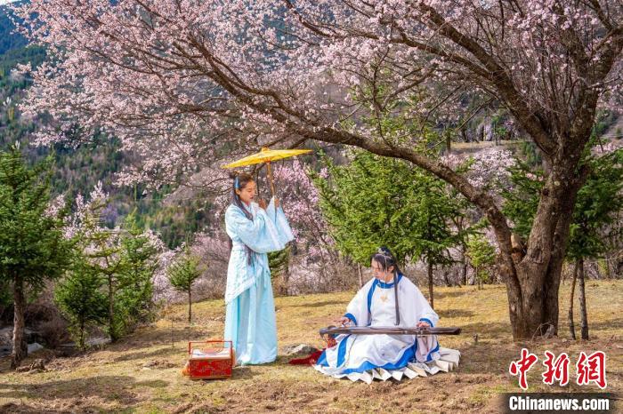 道孚杏花樹下的游客們?！√K銳 攝