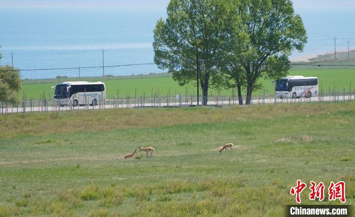 圖為成群普氏原羚在草場上愜意覓食，悠閑自在?！●R銘言 攝
