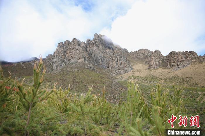 圖為拉薩南北山綠化工程拉薩曲水縣才納村5號(hào)片區(qū)。　貢確 攝