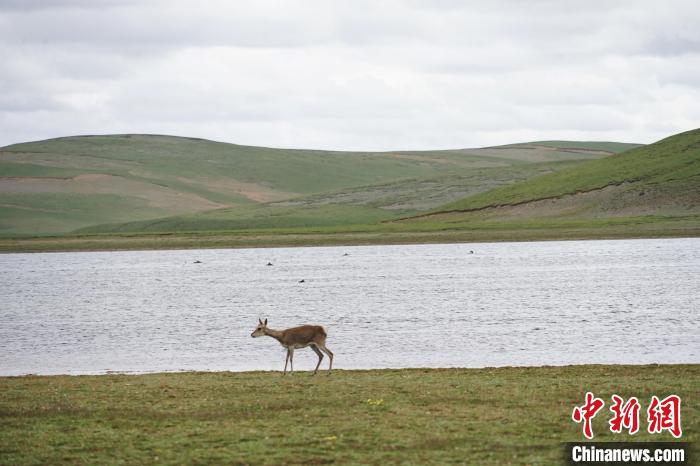 圖為藏原羚在扎陵湖岸畔悠閑漫步?！●R銘言 攝