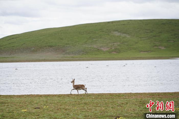 圖為藏原羚在扎陵湖岸畔悠閑漫步?！●R銘言 攝