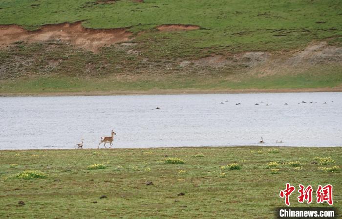 圖為藏原羚在扎陵湖岸畔悠閑漫步?！●R銘言 攝