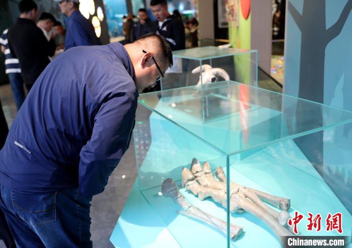 圖為臺商在祁連山國家公園生態(tài)科普館內(nèi)觀看標本?！⊙Φ?攝