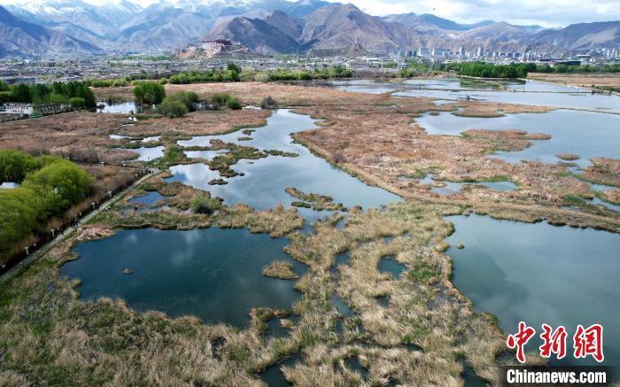 圖為拉薩拉魯濕地。(無人機照片) 李林 攝