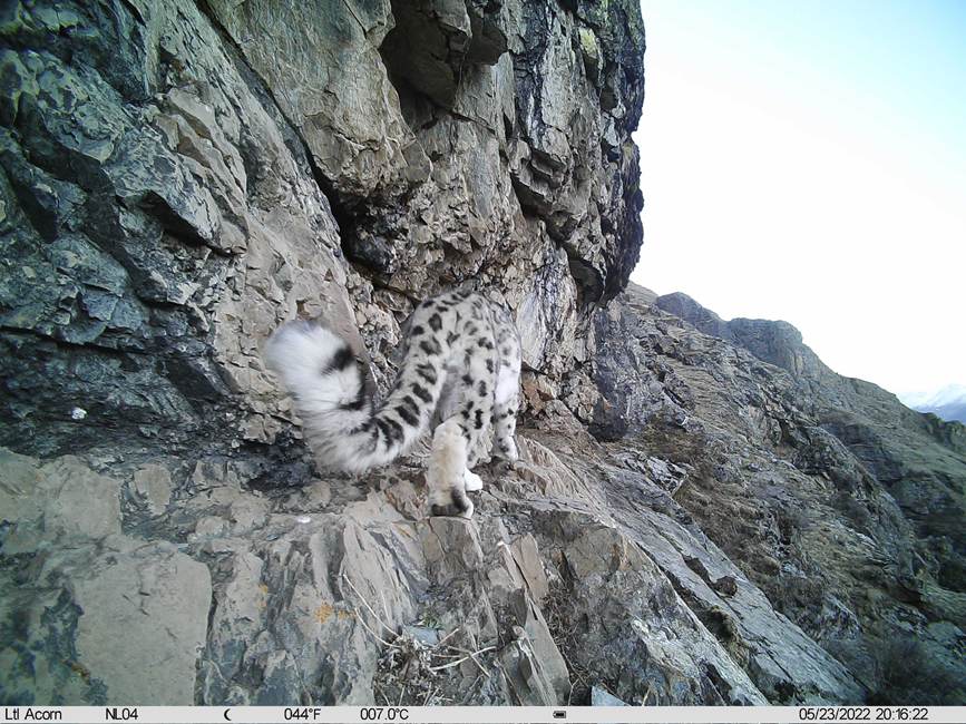 雪豹影像。山水自然保護中心供圖