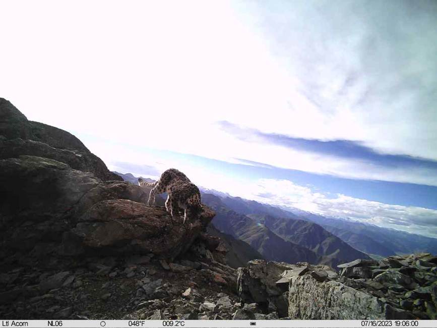 雪豹影像。山水自然保護中心供圖