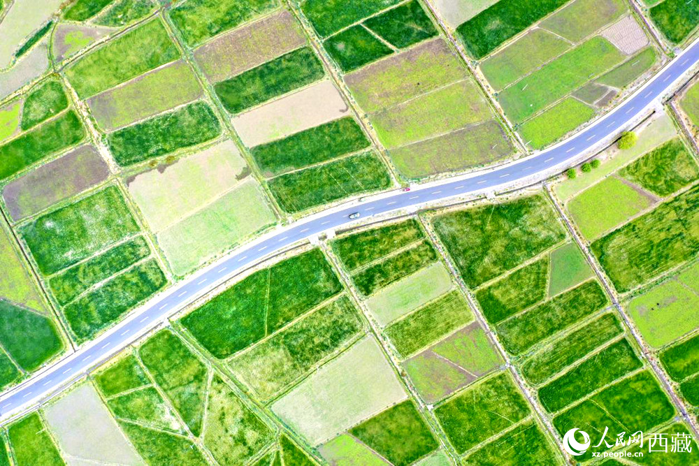無(wú)人機(jī)視角下的西藏山南市瓊結(jié)農(nóng)田。人民網(wǎng)記者 次仁羅布攝