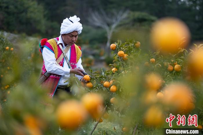 1月29日，京都村村民在柑橘園中采摘柑橘。<a target='_blank' ><p  align=