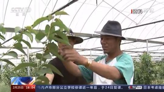 種蘑菇、養(yǎng)駱駝...。。特色產(chǎn)業(yè)助力鄉(xiāng)村振興走新路