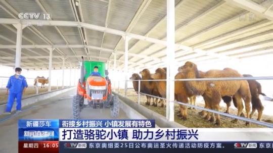 種蘑菇、養(yǎng)駱駝...。。特色產(chǎn)業(yè)助力鄉(xiāng)村振興走新路