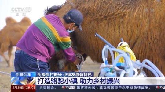 種蘑菇、養(yǎng)駱駝...。。特色產(chǎn)業(yè)助力鄉(xiāng)村振興走新路