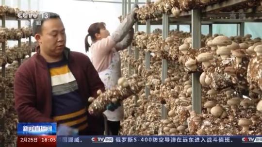 種蘑菇、養(yǎng)駱駝...。。特色產(chǎn)業(yè)助力鄉(xiāng)村振興走新路