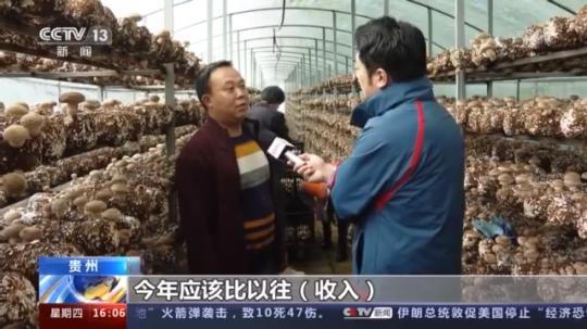 種蘑菇、養(yǎng)駱駝...。。特色產(chǎn)業(yè)助力鄉(xiāng)村振興走新路