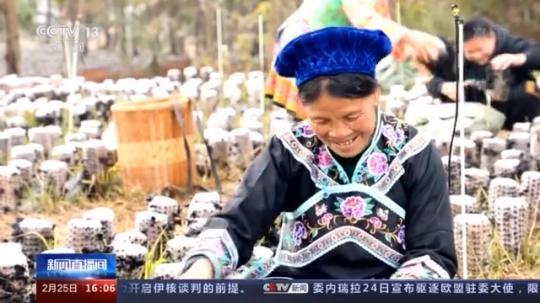 種蘑菇、養(yǎng)駱駝...。。特色產(chǎn)業(yè)助力鄉(xiāng)村振興走新路