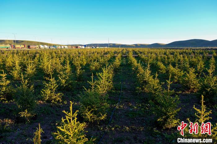 圖為科技團(tuán)隊(duì)在海拔4500米的西藏那曲種出“小森林”，其中超過(guò)7成成功越過(guò)5個(gè)冬天。　江飛波 攝