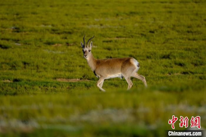 圖為西藏納木錯(cuò)湖邊的藏原羚休閑覓食。　江飛波 攝