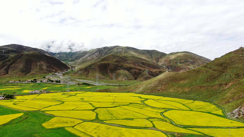 金燦燦的油菜花。洛克攝