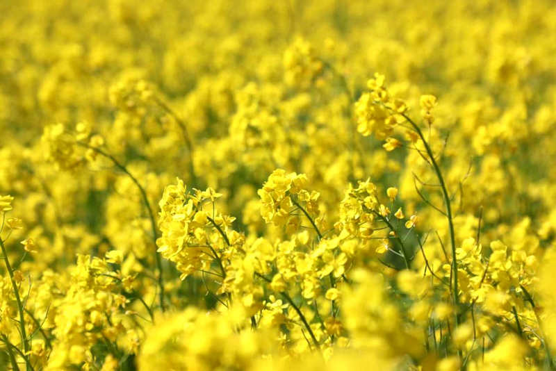 油菜花盛開。洛克攝