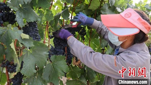 圖為當(dāng)?shù)卮迕癫烧咸?。　山南桑日縣委宣傳部提供