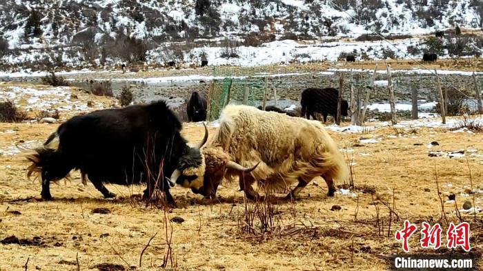 圖為角木那村生態(tài)散養(yǎng)的牦牛正在嬉戲?！“蜕Ｇ?　攝