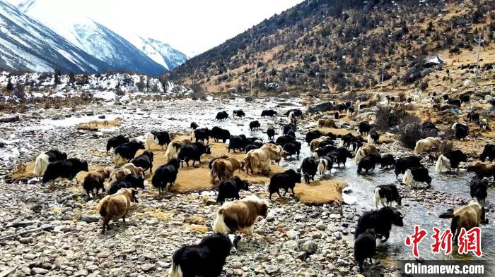 圖為角木那村生態(tài)散養(yǎng)的牦牛正在覓食。　洪若虹 攝