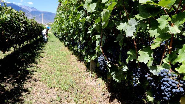 昌都芒康縣依托“兩江流域”干熱河谷地帶地理優(yōu)勢將康巴蜜橘、蘋果、甜石榴、葡萄、蜜桃等經(jīng)濟林木種植?！〔际忻⒖悼h委宣傳部供圖