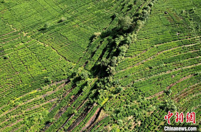 圖為西藏林芝市墨脫縣果果塘大拐彎附近的茶田。(無人機照片) 李林 攝