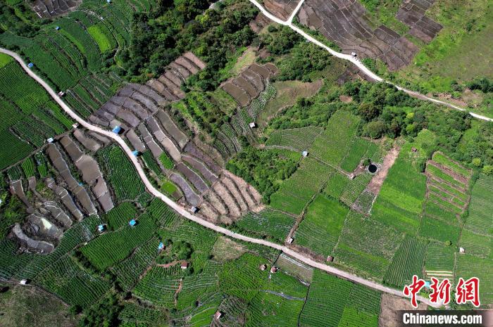 圖為西藏林芝市墨脫縣城附近的茶田。(無人機照片) 李林 攝
