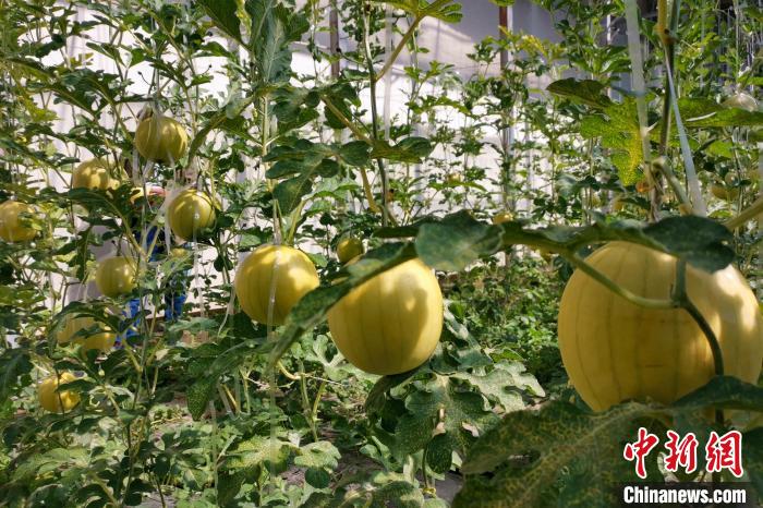 圖為康馬縣大棚內(nèi)的金太陽(yáng)西瓜。　劉建軍 攝