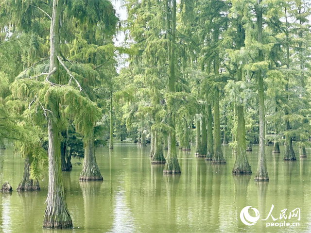 湖北省武漢漲渡湖濕地，池杉“破水而出”。人民網(wǎng)記者 張沛攝