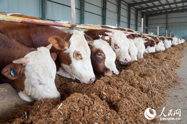 在思博農(nóng)業(yè)科技有限公司內(nèi)，肉牛正在吃秸稈轉(zhuǎn)化的飼料。人民網(wǎng)記者 陳若天攝