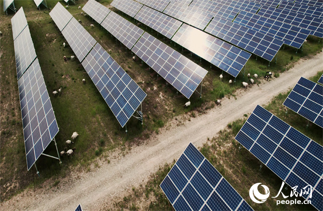 羊群在青海省海南州共和縣塔拉灘的光伏園區(qū)內(nèi)吃草。人民網(wǎng)記者 馬天翼攝