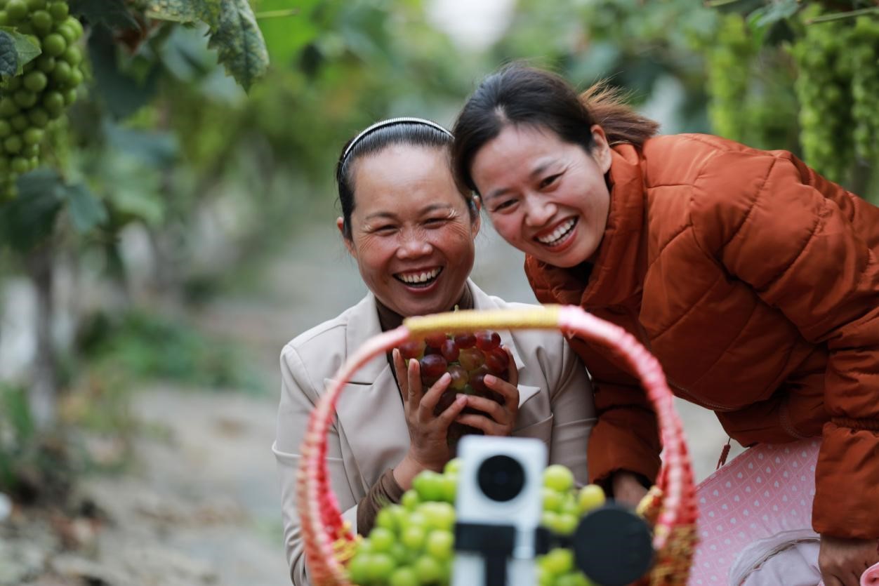 2024年10月6日，果農(nóng)在貴州省黔西市金碧鎮(zhèn)新蘭村葡萄園里進(jìn)行直播銷售。來源：人民圖片