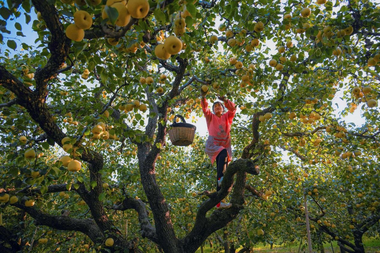 2024年10月4日，安徽省宿州市碭山縣程莊鎮(zhèn)衡樓村百年老梨園里，梨農(nóng)在忙著采摘酥梨。來源:人民圖片